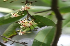 Hydnocarpus anthelminthicus